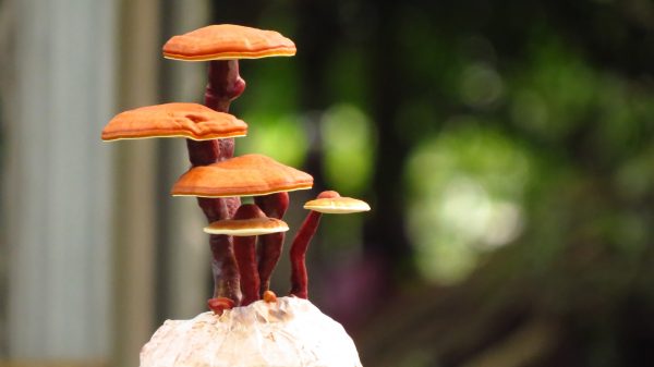 Micelio líquido [10 ml] (Reishi) Ganoderma lucidum
