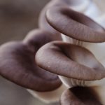 Los 15 hongos más raros del mundo