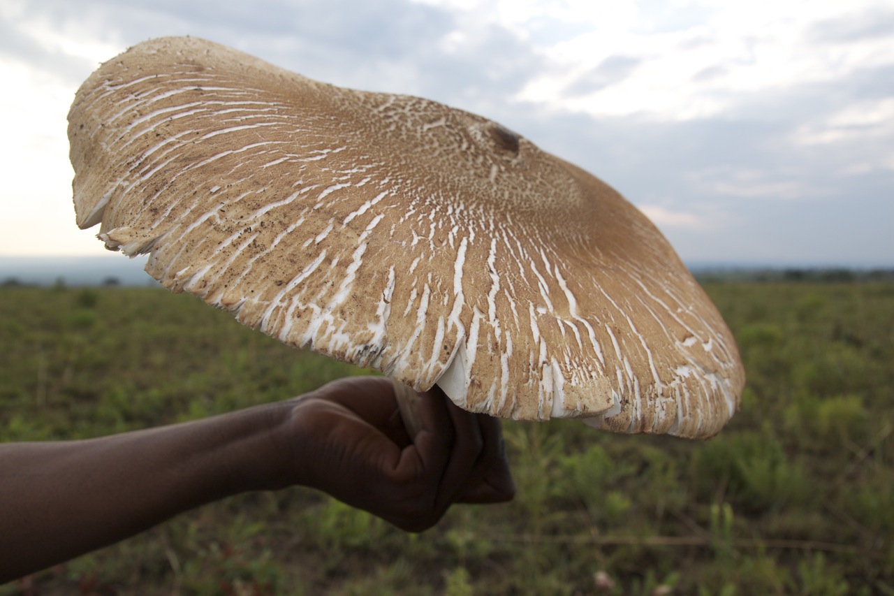 Los 15 hongos más raros del mundo – Micolegas de Spore World