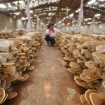 Especies silvestres de setas que se pueden comercializar en fresco en España 2025