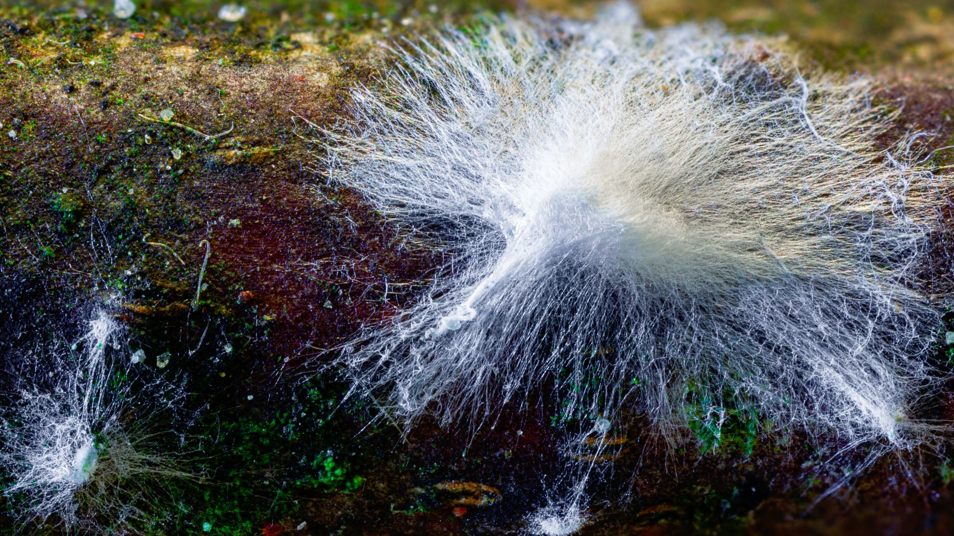 ¿Qué son las micorrizas y cómo benefician a las plantas?