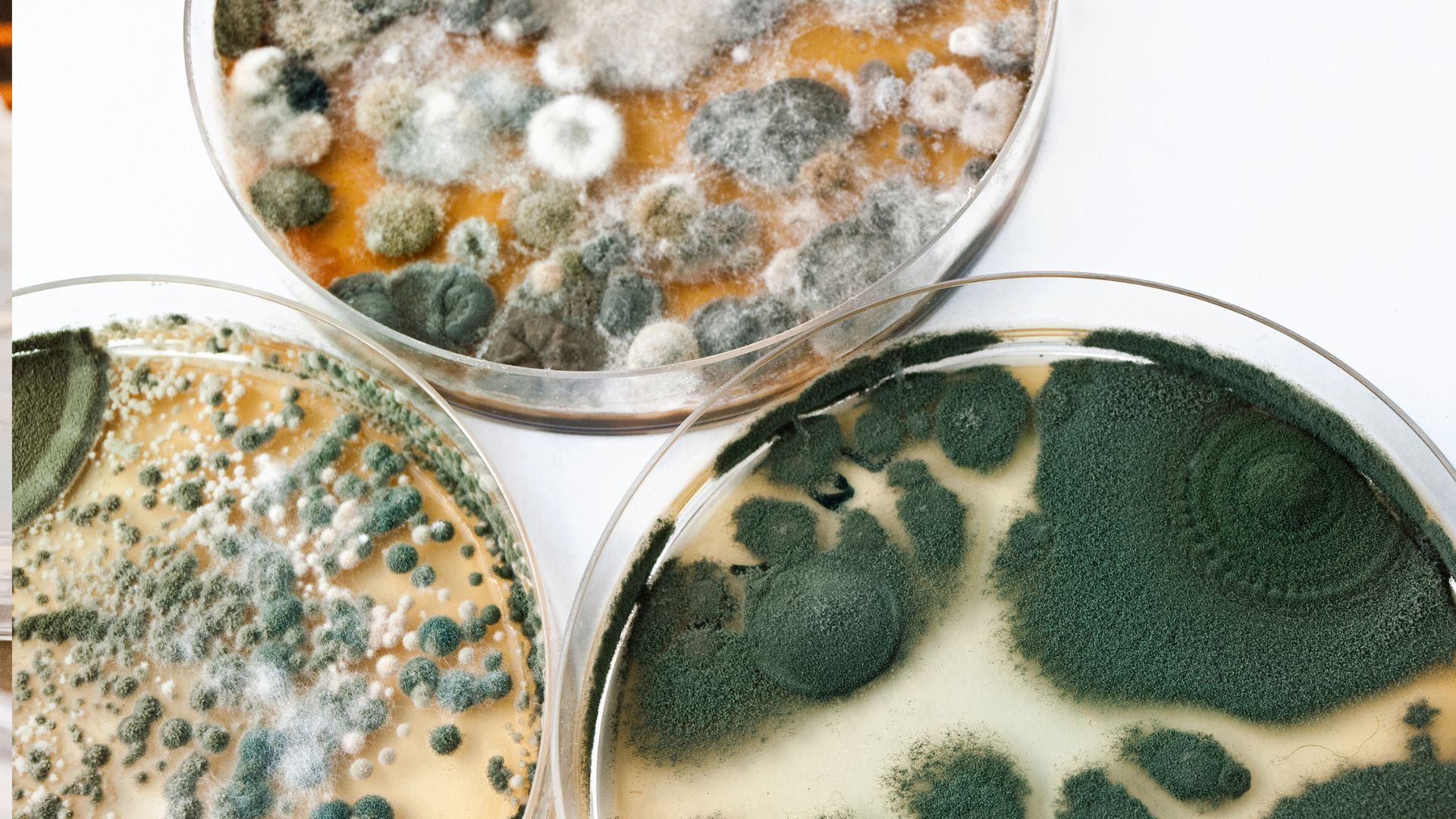 Aislamiento de un hongo: cómo depurar un cultivo y obtener una cepa pura