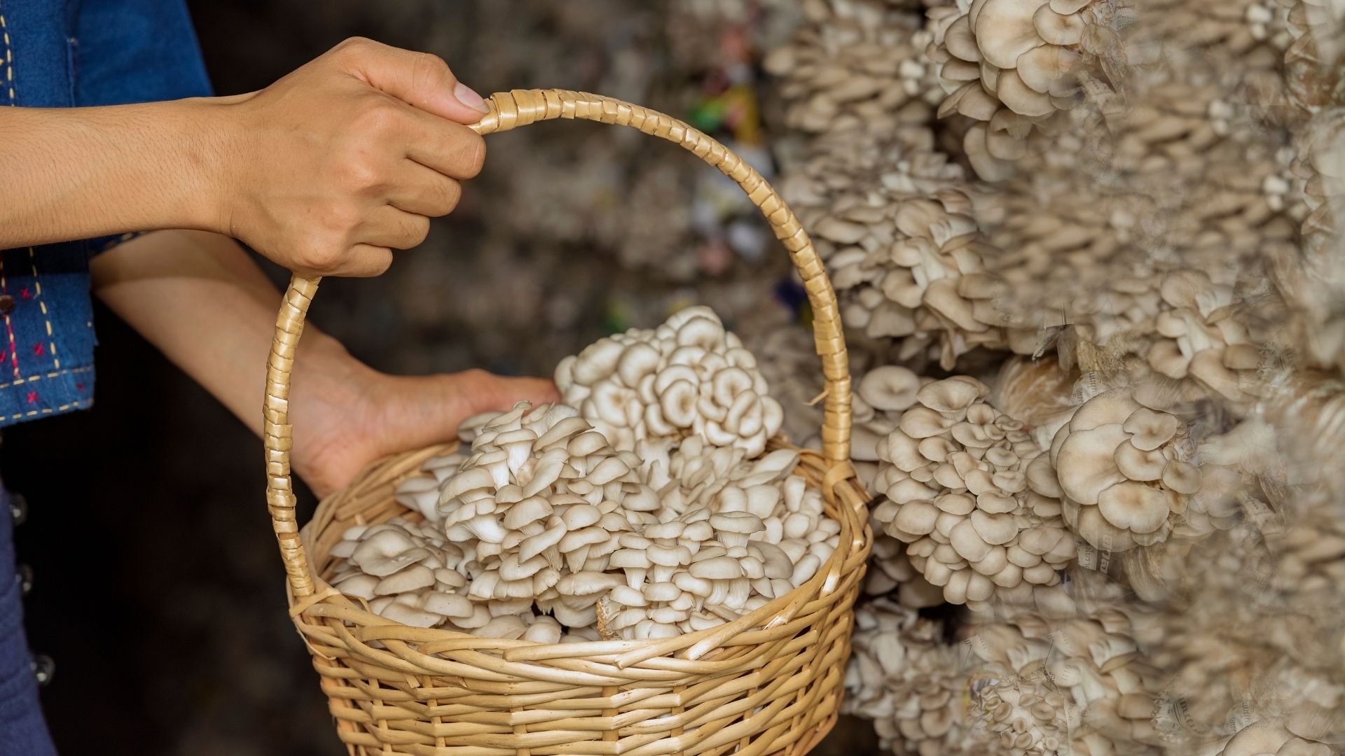 Pasos esenciales para crear una empresa de cultivo de setas y hongos en España 2026