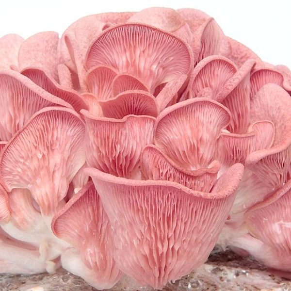 Micelio líquido [10 ml] (Ostra rosa) Pleurotus djamor