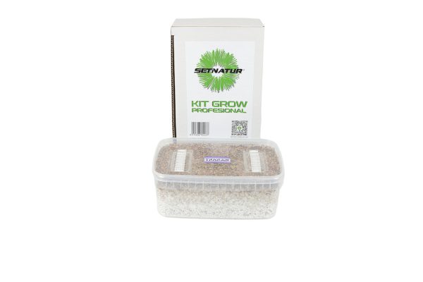 Kit de cultivo de setas Tailandesas (Thai Lipa Yai)