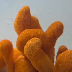 Micelio líquido [10 ml] Cordyceps militaris (GARANTÍA 09/2026)