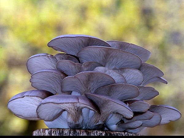 Micelio líquido [10 ml] (Black pearl) Pleurotus ostreatus