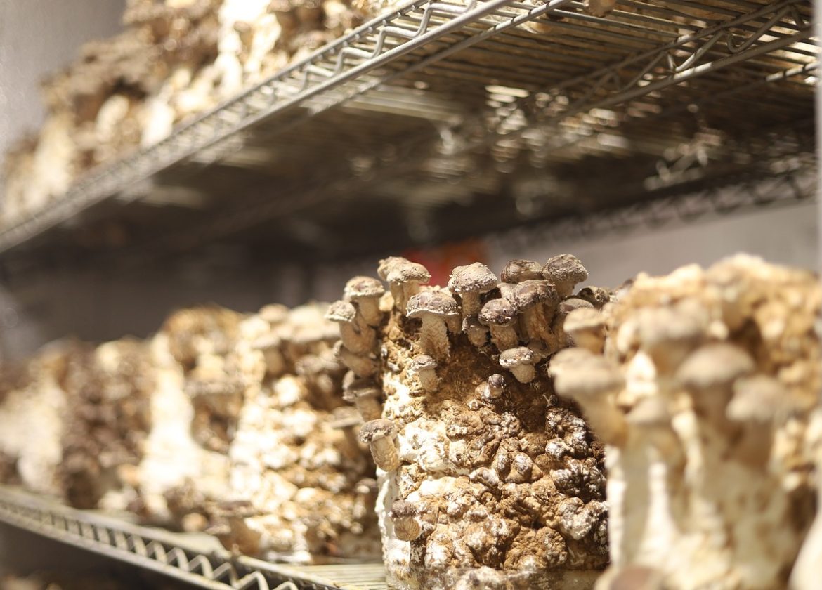 mushrooms, oyster, fungi-5929125.jpg