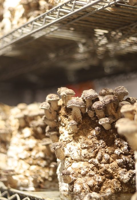 mushrooms, oyster, fungi-5929125.jpg