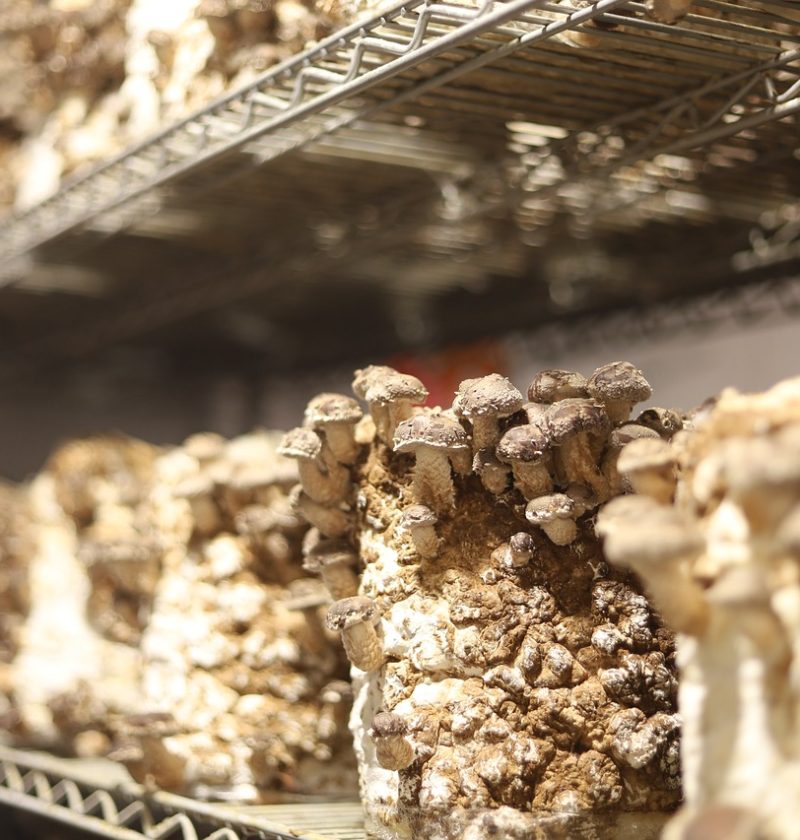 mushrooms, oyster, fungi-5929125.jpg