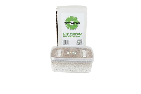 Kit de cultivo de setas Birmanian (Burma)