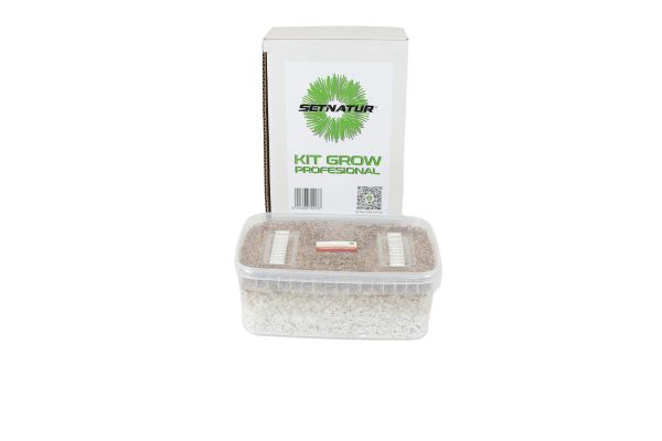 Kit de cultivo de setas Thai Samuiensis (Koh Samui Original)