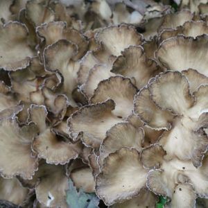 Micelio líquido de Maitake (Grifola frondosa) en jeringa estéril de 10 ml para cultivo de hongos medicinales