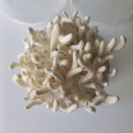 Chaga, la bomba de los abedules