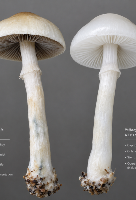 omparación morfológica entre hongo leucista y hongo albino verdadero en Psilocybe cubensis.