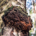 Calcarisporium cordycipiticola, el parásito del Cordyceps