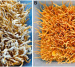 Chaga, la bomba de los abedules