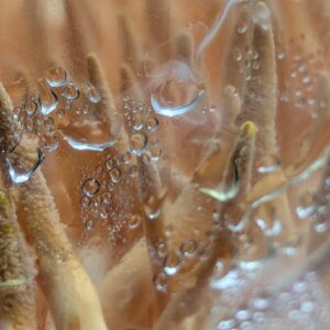 Curso de cultivo de Cordyceps militaris (virtual en directo) 30 de mayo de 2026