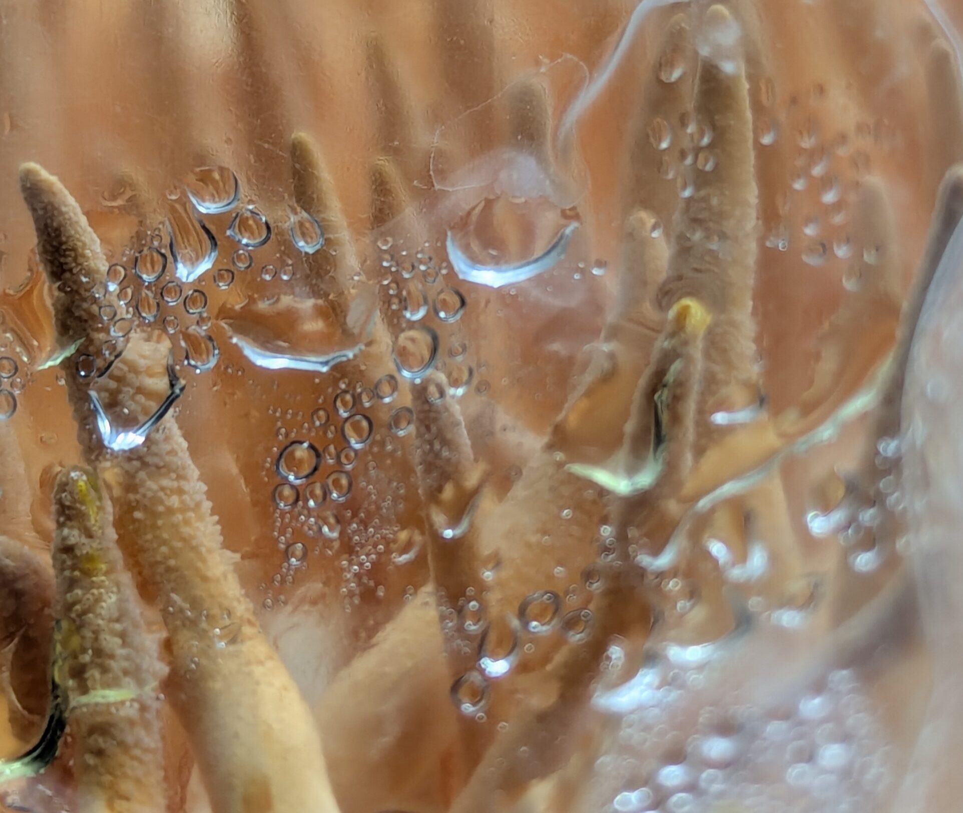 Curso de cultivo de Cordyceps militaris (virtual en directo) 30 de mayo de 2026